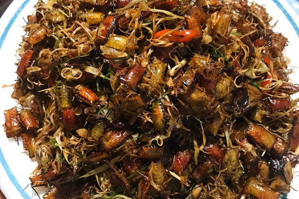 Cơn sốt tìm xác ve sầu lan rộng-2