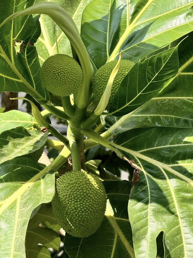 Trịnh Kim Chi hé lộ toàn cảnh ngôi nhà đang sống cùng chồng đại gia, khu vườn nhiều trái cây to bự-7