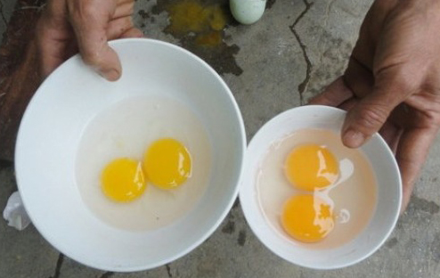 Trứng gà nên mua quả to hay quả nhỏ? Đáp án không phải ai cũng biết-2
