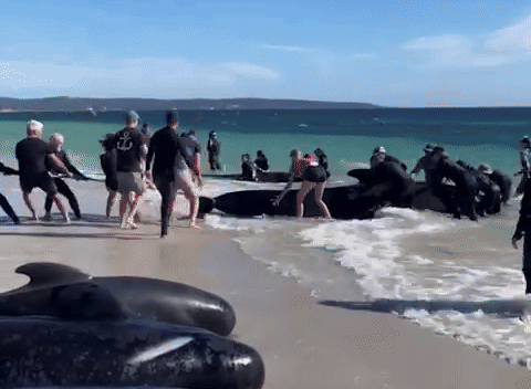 160 con cá voi khổng lồ nằm la liệt trên bờ biển, trong đó hàng chục đã con thiệt mạng: Chuyện gì đang xảy ra?-1