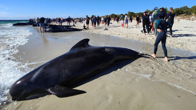 160 con cá voi khổng lồ nằm la liệt trên bờ biển, trong đó hàng chục đã con thiệt mạng: Chuyện gì đang xảy ra?-3