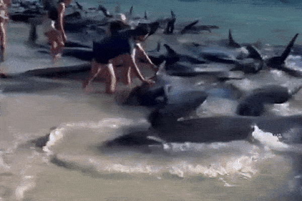 160 con cá voi khổng lồ nằm la liệt trên bờ biển, trong đó hàng chục đã con thiệt mạng: Chuyện gì đang xảy ra?
