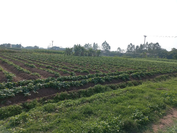 Anh nông dân mất ăn mất ngủ vì chục tấn khoai lang nằm chờ trong kho-1