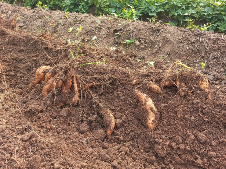 Anh nông dân mất ăn mất ngủ vì chục tấn khoai lang nằm chờ trong kho-2