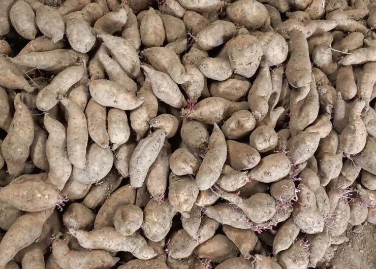 Anh nông dân mất ăn mất ngủ vì chục tấn khoai lang nằm chờ trong kho-3