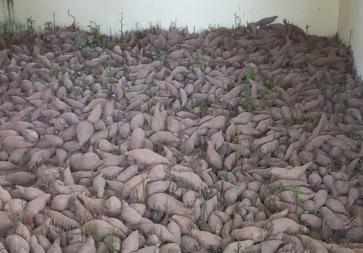 Anh nông dân mất ăn mất ngủ vì chục tấn khoai lang nằm chờ trong kho-4