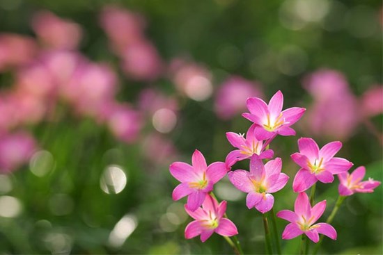 Tử vi ngày 27/4/2024: Tuổi Tỵ lợi nhuận đổ về, tuổi Dần tận hưởng hạnh phúc