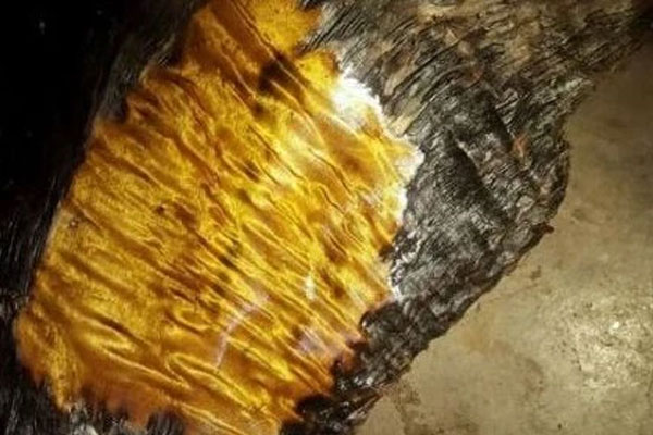 Phát hiện báu vật hơn 13 tỉ năm từ vòng cung Đá Quý Vũ Trụ-2