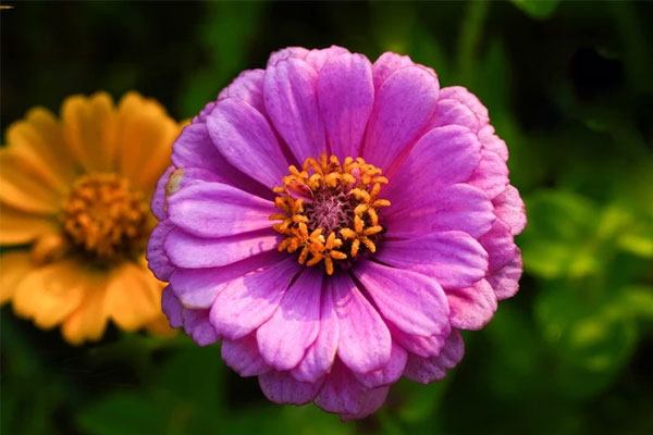 Dự báo tháng 5: Cuộc sống của 3 con giáp này thay đổi cực lớn, đặc biệt ở lĩnh vực sự nghiệp và tiền bạc-4