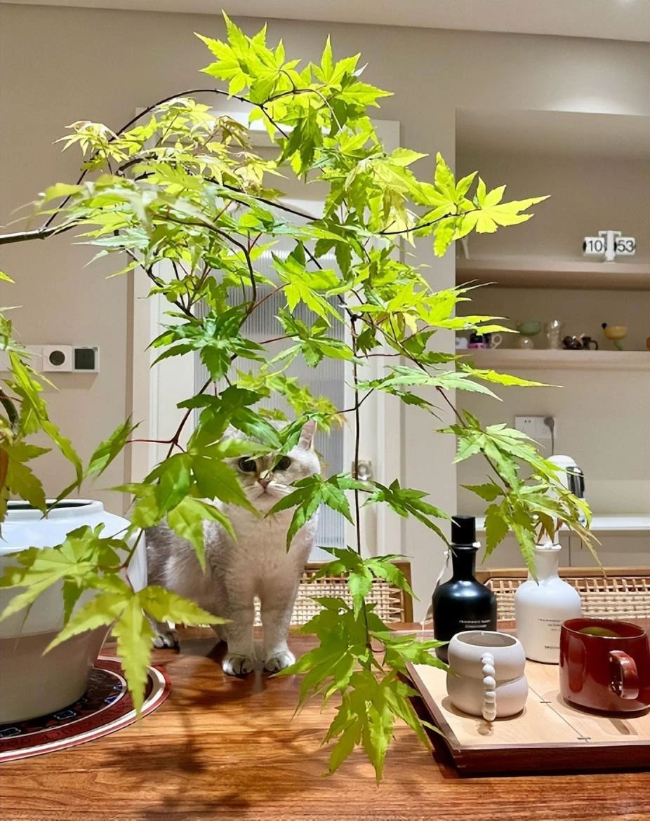 Lên đời phòng khách với cây cảnh cao cấp, sang chảnh, cải thiện phong thủy, mang lại niềm vui-1