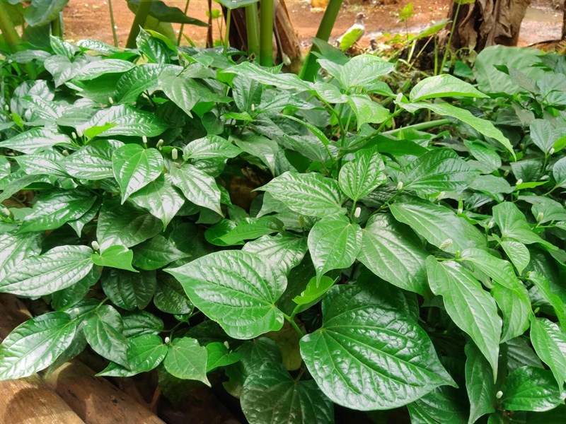 Loại lá mọc đầy vườn lại là thần dược cho xương khớp, đem cuốn chả bò cực ngon-1
