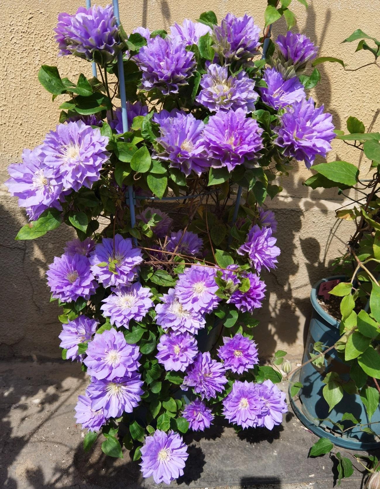 Cây cảnh cát tường, hoa xanh biếc như bầu trời, nở hoa 3 mùa, mỗi ngày đón bình an, may mắn-7