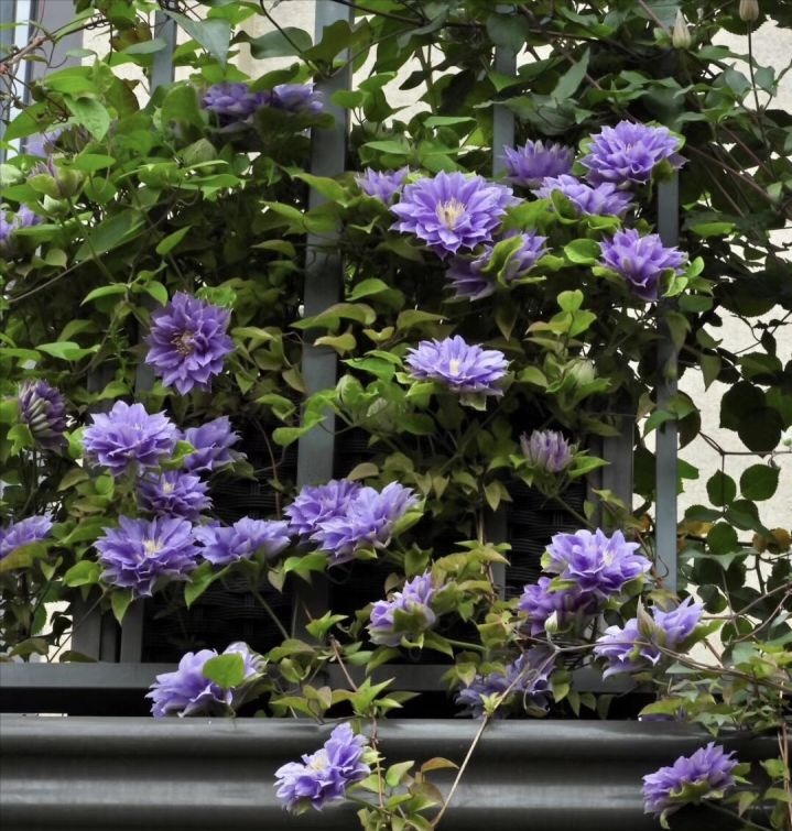 Cây cảnh cát tường, hoa xanh biếc như bầu trời, nở hoa 3 mùa, mỗi ngày đón bình an, may mắn-8