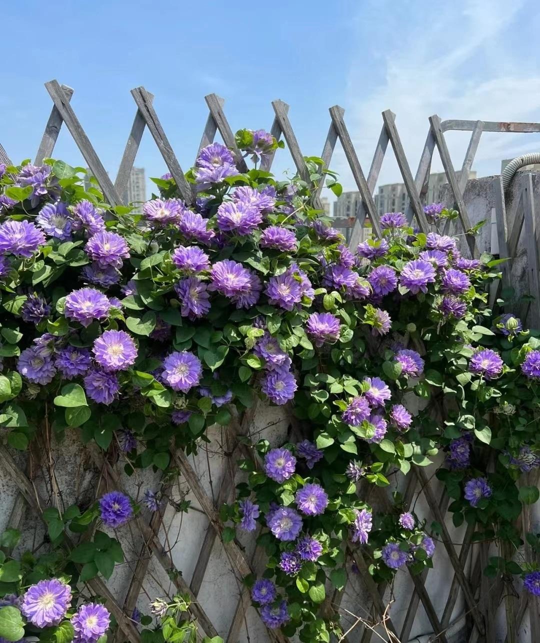 Cây cảnh cát tường, hoa xanh biếc như bầu trời, nở hoa 3 mùa, mỗi ngày đón bình an, may mắn-9