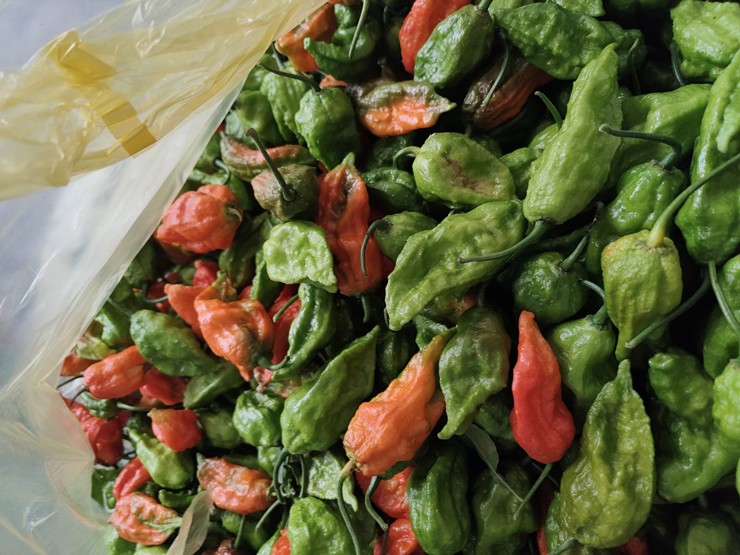 Loại ớt có giá bán đắt hơn thịt bò có gì đặc biệt mà luôn cháy hàng”?-1