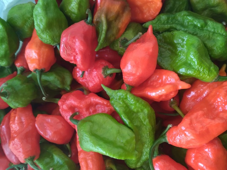 Loại ớt có giá bán đắt hơn thịt bò có gì đặc biệt mà luôn cháy hàng”?-2