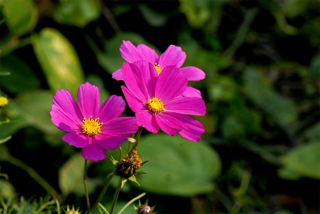 Khởi động mùa hè, 3 con giáp tràn đầy năng lượng, hết khó hết khổ, mở cửa đón Thần Tài-1