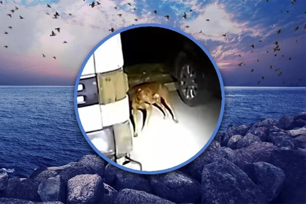 Bị chuột ăn thịt trong khi say rượu, người phụ nữ mất cả 2 chân-3