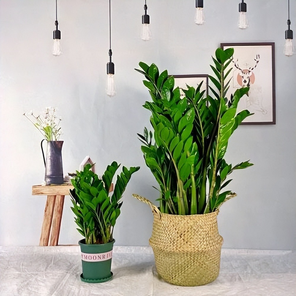 Người giàu thích trồng 2 cây cảnh giữ nhà, thu hút tài lộc, mang lại phước lành cho gia đình-9