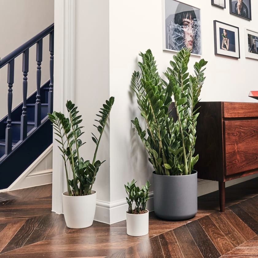 Người giàu thích trồng 2 cây cảnh giữ nhà, thu hút tài lộc, mang lại phước lành cho gia đình-10