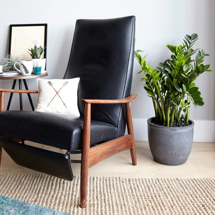 Người giàu thích trồng 2 cây cảnh giữ nhà, thu hút tài lộc, mang lại phước lành cho gia đình-11