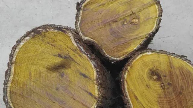 Lan đột biến không là gì, đây là loại cây có giá 9.000 tỷ đồng: Thân gỗ tỏa sáng như vàng ròng nhưng vì sao cho giống cũng không ai dám trồng?-2
