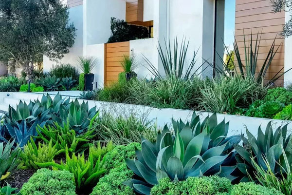 Cây cảnh xấu xí cho vàng không đổi, đặt trong phòng khách, trấn trạch, giữ nhà, trăm năm phú quý-1