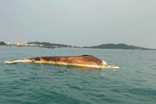 Quảng Ninh: Xác cá voi 10 tấn trôi dạt vào vùng biển Cô Tô-1