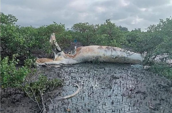 Quảng Ninh: Xác cá voi 10 tấn trôi dạt vào vùng biển Cô Tô-3