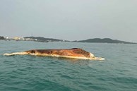 Quảng Ninh: Xác cá voi 10 tấn trôi dạt vào vùng biển Cô Tô