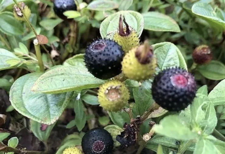 Việt Nam có quả mìn” ăn được, bé tí hon mà gần 200.000 đồng/kg-1