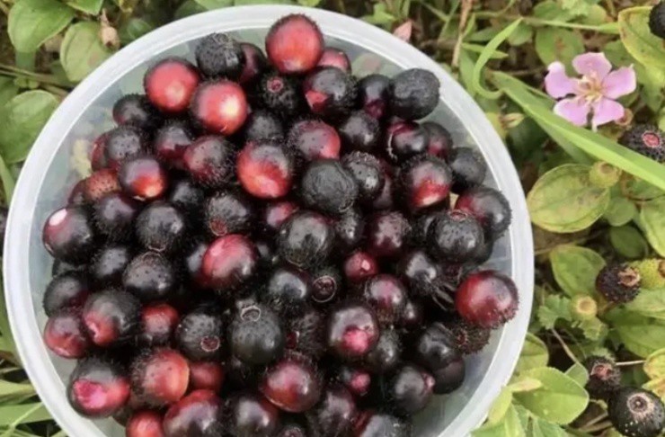 Việt Nam có quả mìn” ăn được, bé tí hon mà gần 200.000 đồng/kg-3