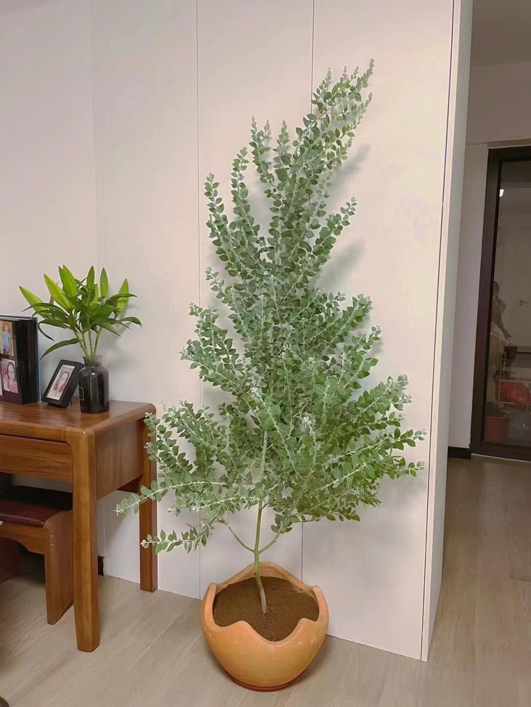 Cây cảnh độc lạ mới nổi, mang phong cách hiện đại, sang trọng, thu hút tài lộc, no ấm cho gia đình-2