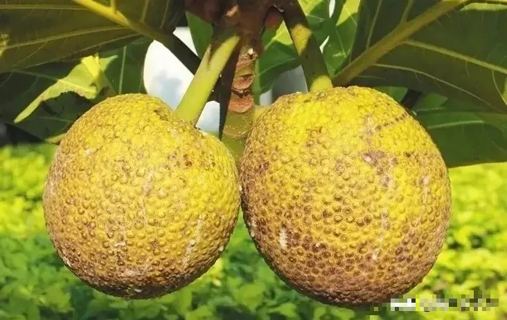 Cây cảnh độc lạ mới nổi, mang phong cách hiện đại, sang trọng, thu hút tài lộc, no ấm cho gia đình-10