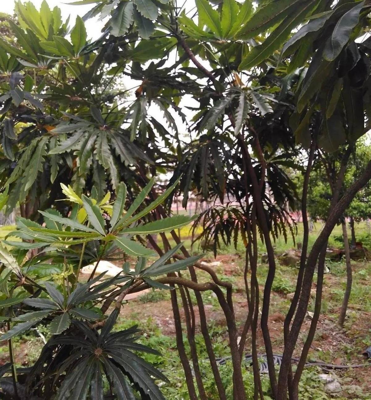 Cây cảnh độc lạ mới nổi, mang phong cách hiện đại, sang trọng, thu hút tài lộc, no ấm cho gia đình-15