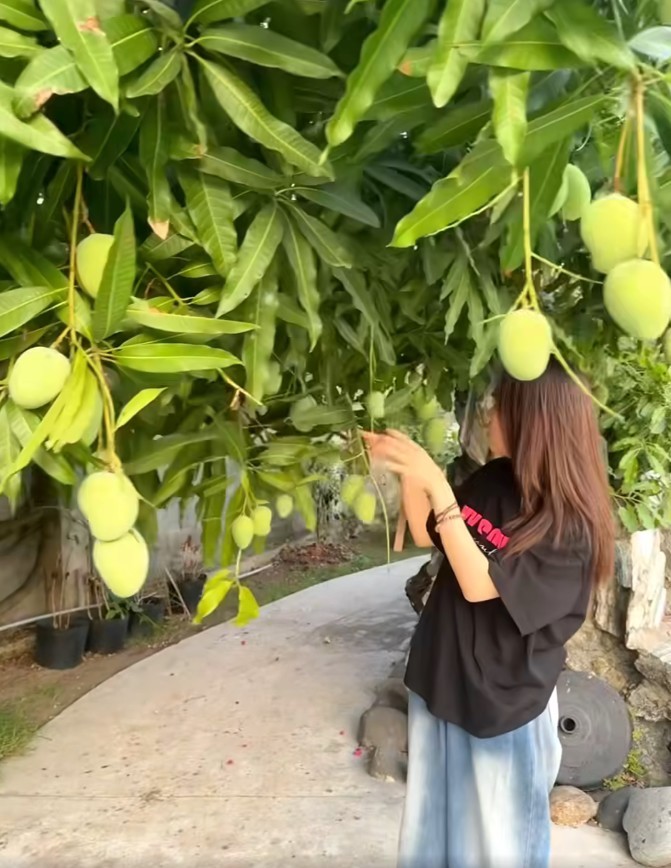 Mỹ Tâm flex cây xoài 500-700 trái, để lộ không gian đẹp bên hồ trong nhà vườn-3