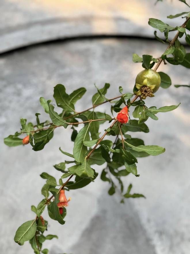 Mỹ Tâm flex cây xoài 500-700 trái, để lộ không gian đẹp bên hồ trong nhà vườn-19