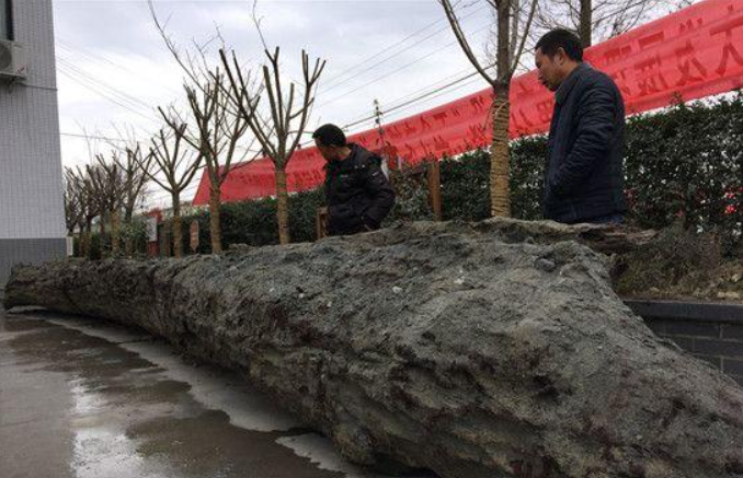 Cả công trường dừng thi công khẩn cấp vì máy xúc đào trúng cây gỗ dài 10m tỏa mùi thơm: Cảnh sát lập tức phong tỏa hiện trường-4