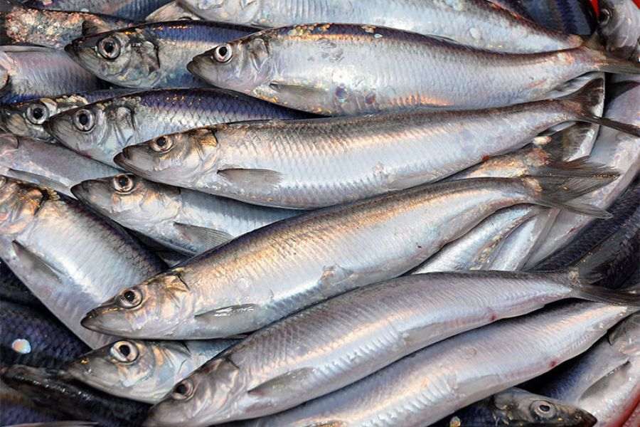 Loài cá nhà nghèo bỗng dưng thành đặc sản, dân sành ăn tranh mua vì ngon và giá trị dinh dưỡng vượt trội-1