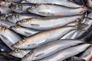 Loài cá nhà nghèo bỗng dưng thành đặc sản, dân sành ăn tranh mua vì ngon và giá trị dinh dưỡng vượt trội