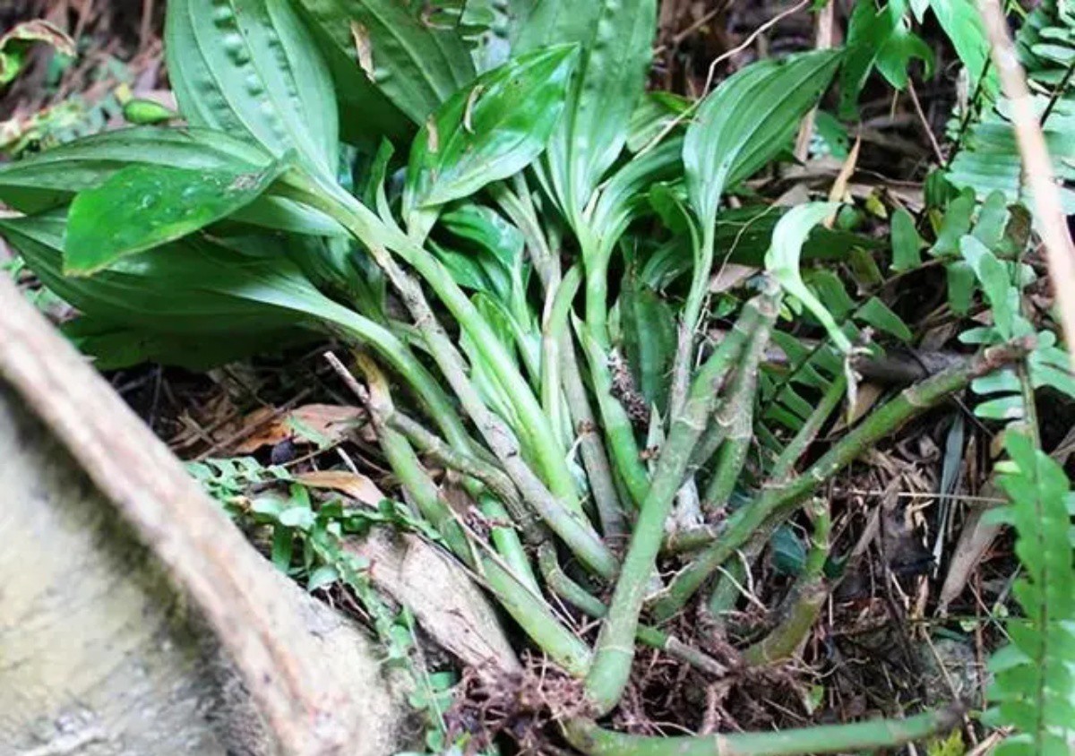 Thực vật mọc đầy ở Việt Nam, nước ngoài bán hơn nửa triệu/kg-3