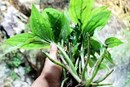 Thực vật mọc đầy ở Việt Nam, nước ngoài bán hơn nửa triệu/kg