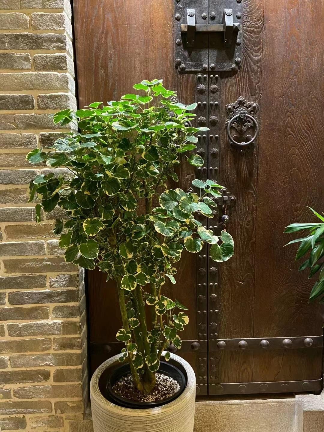 Cây cảnh độc lạ mới nổi, mang phong cách hiện đại, sang trọng, thu hút tài lộc, no ấm cho gia đình-7