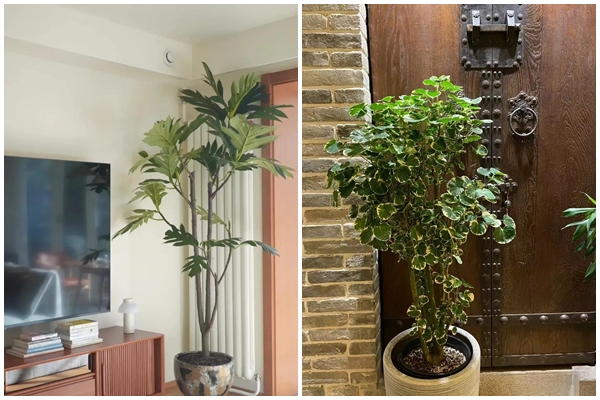 4 cây cảnh nên trồng ở ban công vừa đẹp vừa dùng pha trà uống, chế biến món ăn tốt cho sức khỏe-5