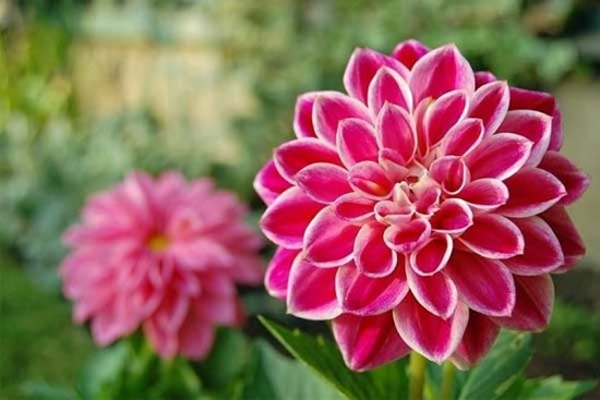 Tháng 5, 3 con giáp giỏi phân tích, giải quyết vấn đề, sự nghiệp thành công, gia đình hòa thuận