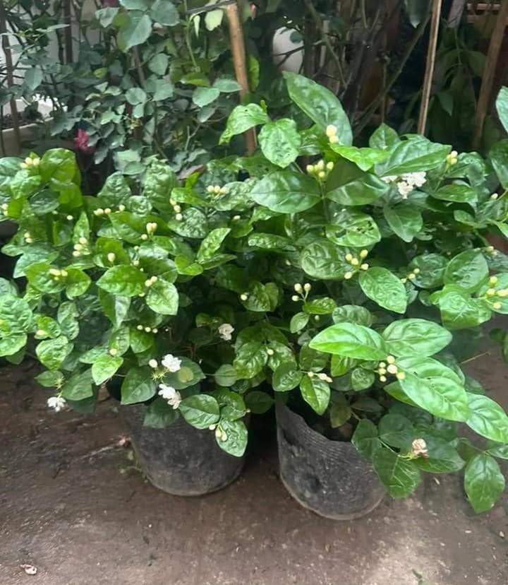 4 cây cảnh nên trồng ở ban công vừa đẹp vừa dùng pha trà uống, chế biến món ăn tốt cho sức khỏe-1