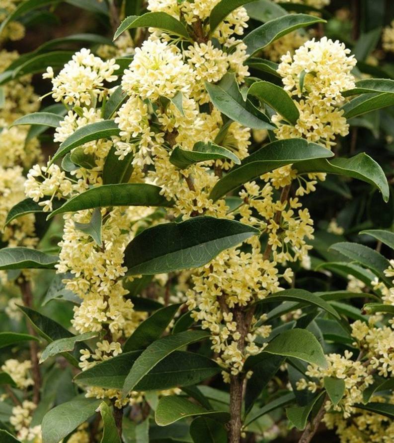 4 cây cảnh nên trồng ở ban công vừa đẹp vừa dùng pha trà uống, chế biến món ăn tốt cho sức khỏe-3