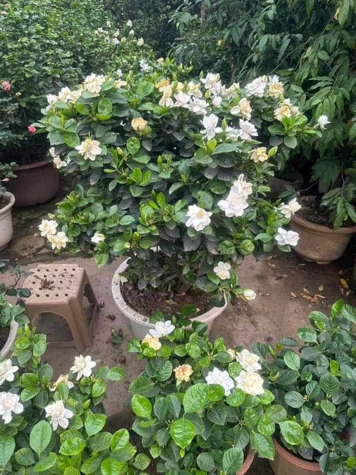 4 cây cảnh nên trồng ở ban công vừa đẹp vừa dùng pha trà uống, chế biến món ăn tốt cho sức khỏe-4