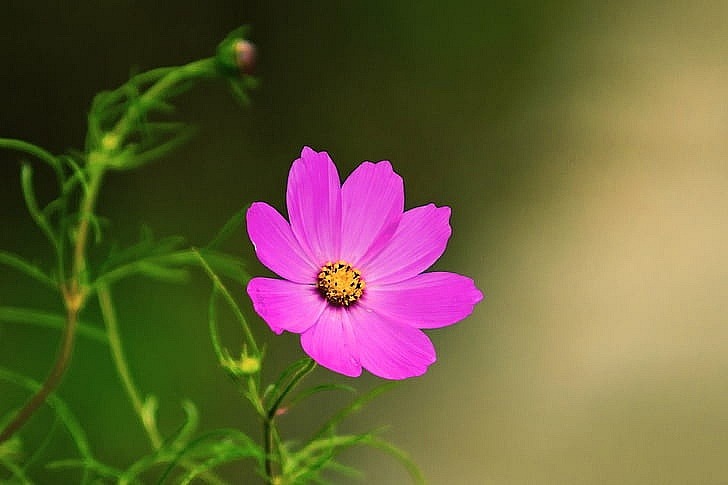 10 ngày đầu tháng 5, 3 con giáp kiên trì, bền bỉ, thành công đến tay, về sau hưởng trái ngọt-3