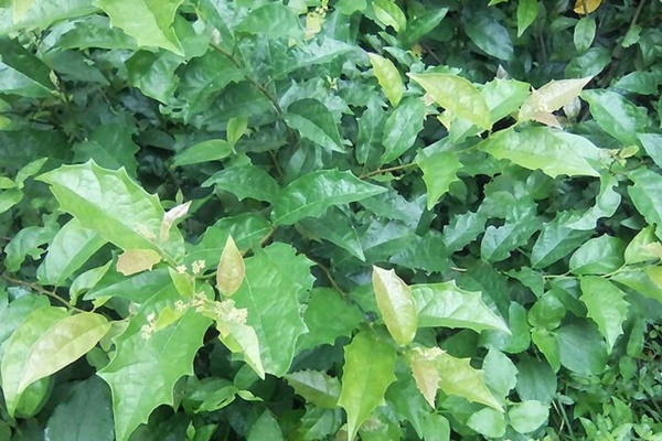 Xạ đen có tác dụng gì?-1